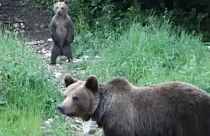 Bear encounters in Romania