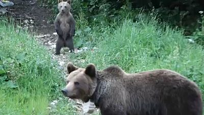 Bear encounters in Romania