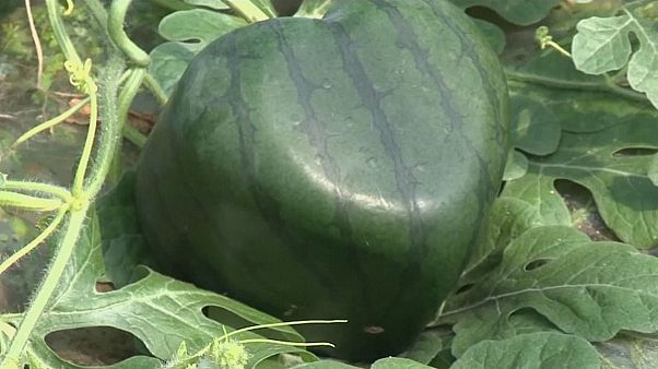 Square watermelons in Japan Square watermelons in Japan