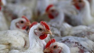 التخلص من الدجاج في هولندا بسبب مخاوف تلوث البيض