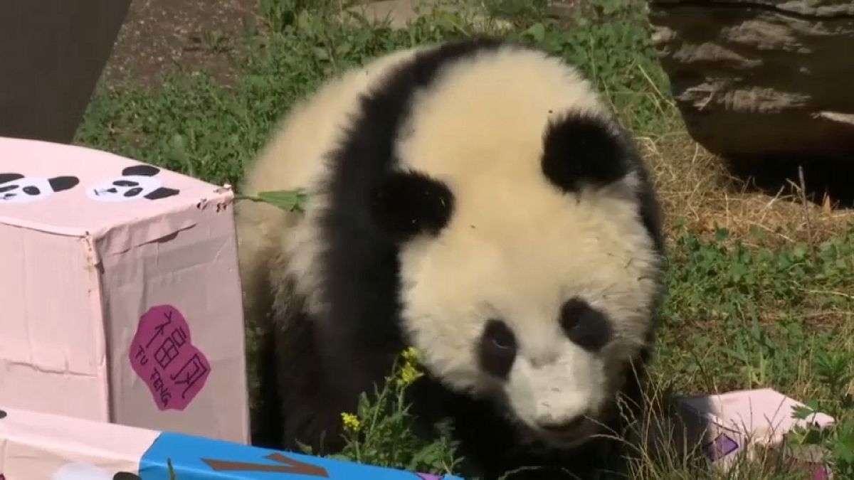 Pandawunder in Wien feiert Geburtstag
