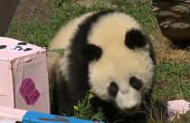 Pandawunder in Wien feiert Geburtstag