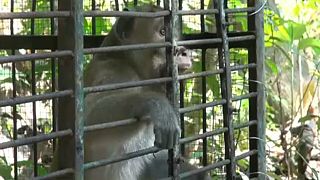Indonesien: Armee gegen Affenplage