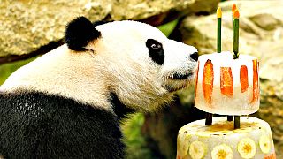 Jardim zoológico canta parabéns a pandas gigantes