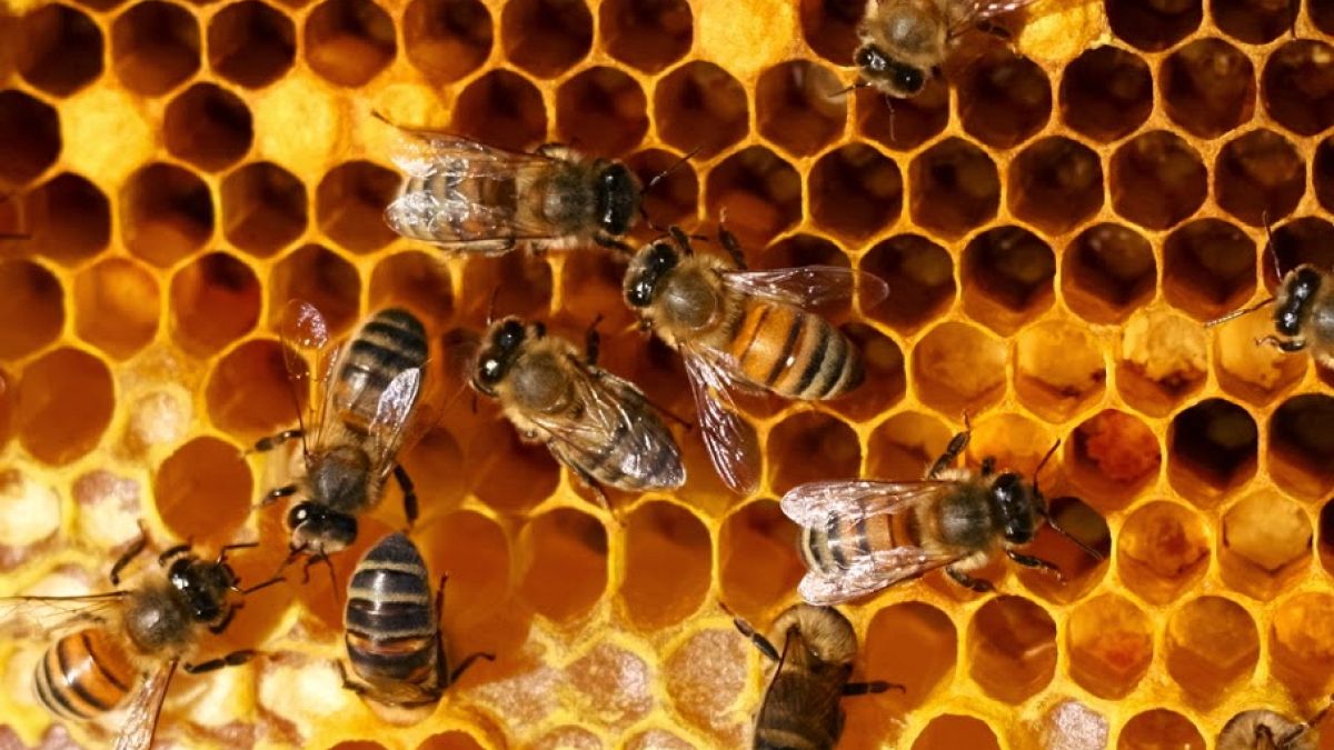 Hitzewelle belastet Italiens Bienenvölker