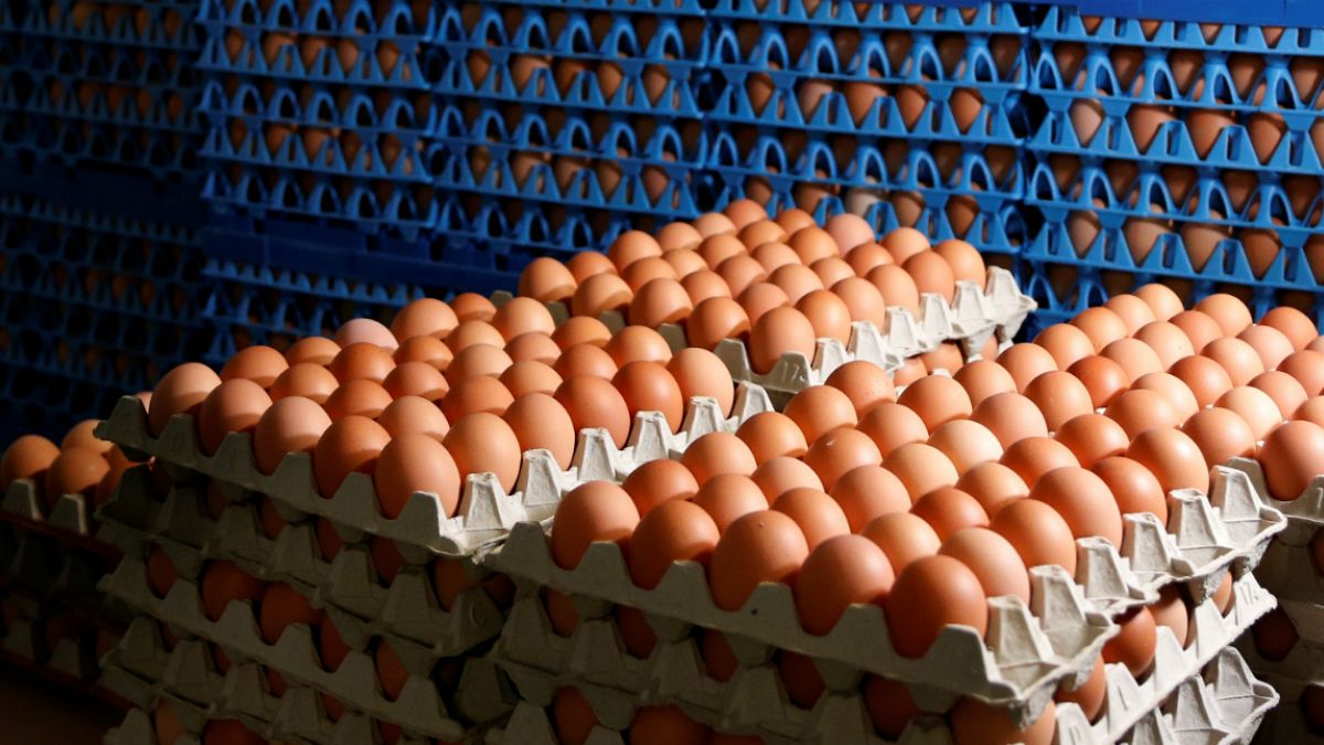 Belçika yumurta krizinde Hollanda'yı suçladı
