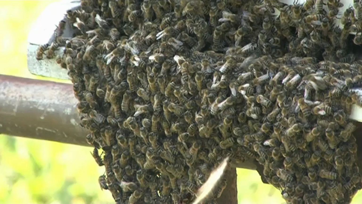 Romania hit by plague of wasps