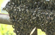 Romania hit by plague of wasps