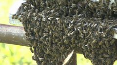 Romania hit by plague of wasps