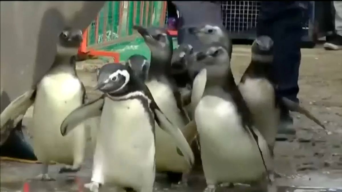 Argentinien: Pinguine ausgewildert