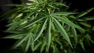 La dépénalisation du cannabis à l'étude en Afrique du Sud