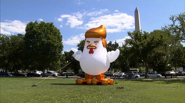 Trump karikatúrája csirkeként Trump karikatúrája csirkeként