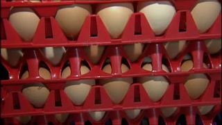 Dánia: 20 tonna fertőzött tojás