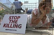 Güney Kore'de köpek eti protestosu