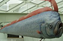 Can these giant deep-water fish predict earthquakes?