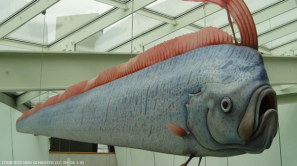 Can these giant deep-water fish predict earthquakes? Can these giant deep-water fish predict earthquakes?