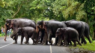 Elefant trampelt Jungen (12) zu Tode
