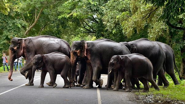 Elefant trampelt Jungen (12) zu Tode Elefant trampelt Jungen (12) zu Tode