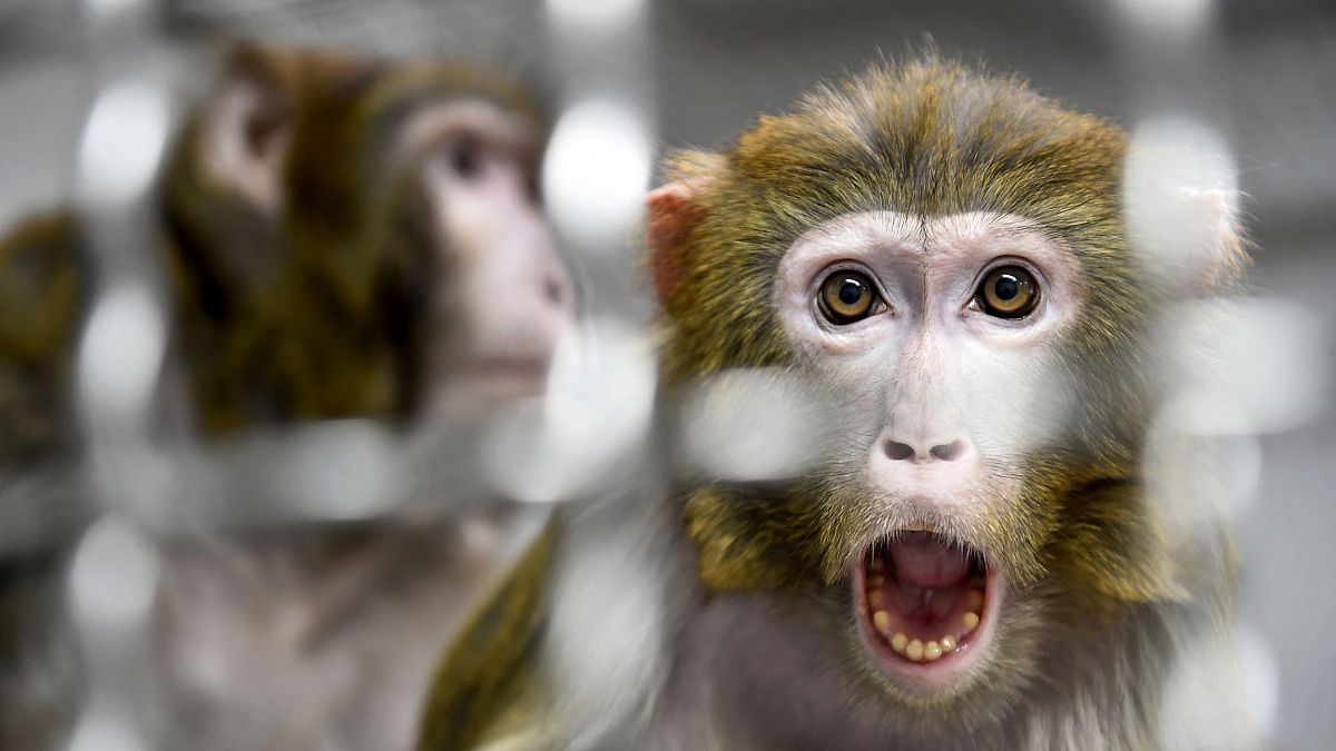 Image: A Rhesus macaque that was rescued from a research laboratory in a qu