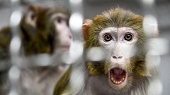 Image: A Rhesus macaque that was rescued from a research laboratory in a qu