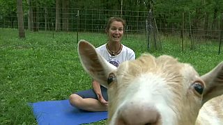 Beat the blues with goat yoga