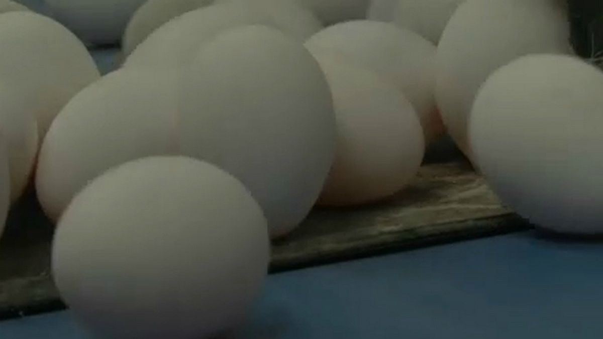 Ovos contaminados chegam a Hong Kong