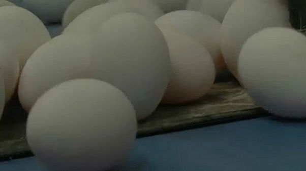 Hongkongban is rovarirtóval fertőzött tojásokra bukkantak Hongkongban is rovarirtóval fertőzött tojásokra bukkantak