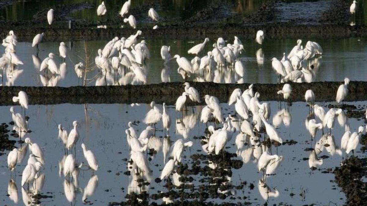 الفلبين تحذر من قتل طيور مهاجرة بعد تفشي فيروس إنفلونزا الطيور