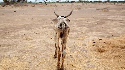 Sécheresse en Éthiopie : 2 millions de bêtes mortes cette année