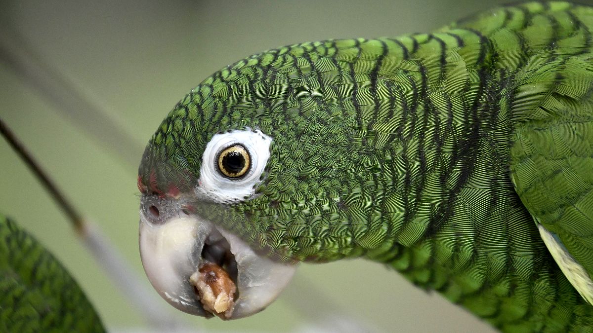 Parrot taken into custody by police in Brazil for trying to warn drug dealers of raid