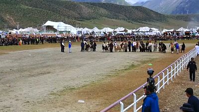 Tibetan yak racing