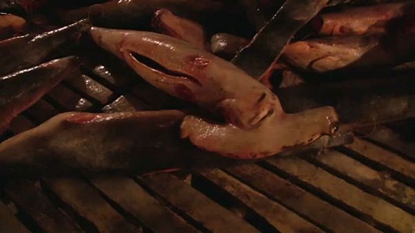 Cápatetemeket csempésztek a Galápagos-szigeteknél Cápatetemeket csempésztek a Galápagos-szigeteknél