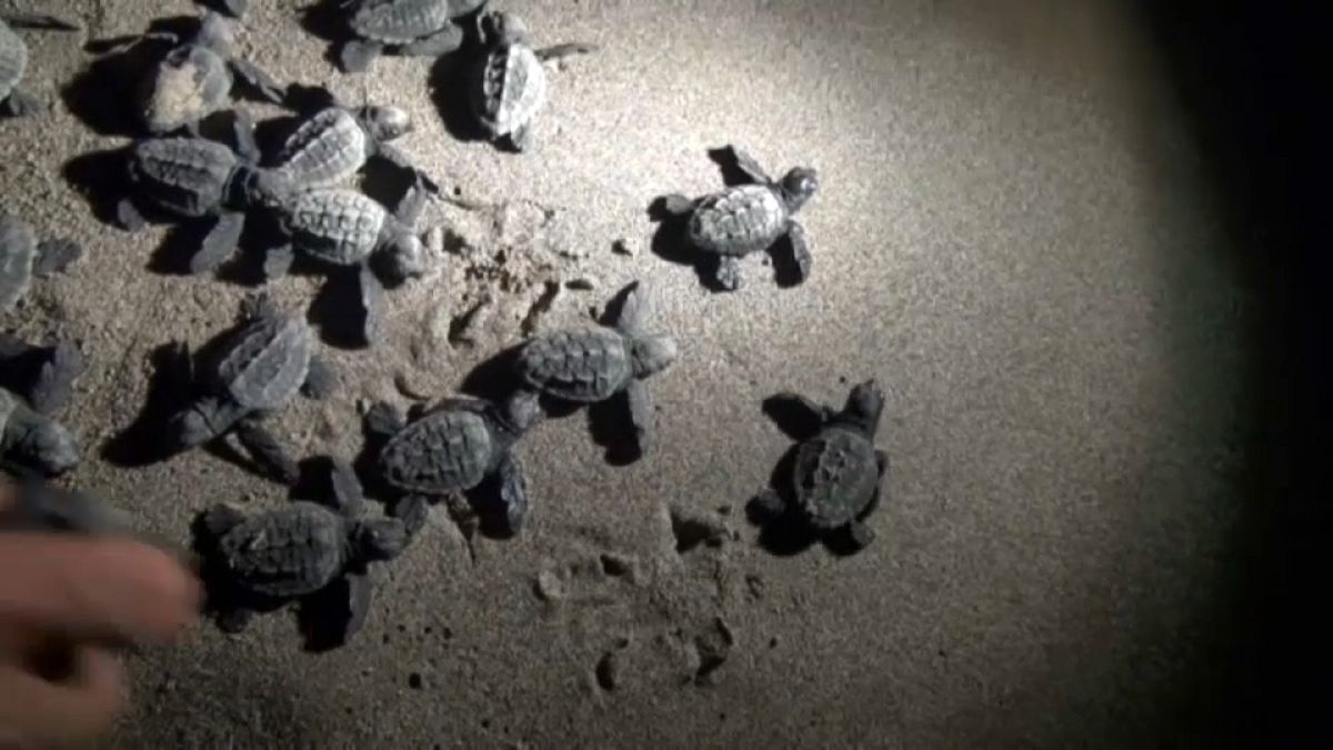 Türkei: Zeit der Babyschildkröten