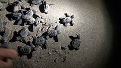 Türkei: Zeit der Babyschildkröten