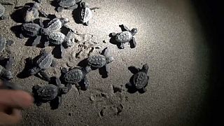 Türkei: Zeit der Babyschildkröten