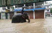 Man turns to elephant to get around flood-hit Nepal