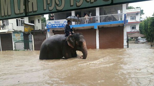 Man turns to elephant to get around flood-hit Nepal Man turns to elephant to get around flood-hit Nepal
