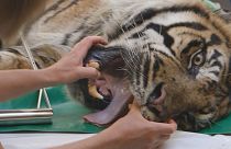 Как тигру зуб лечили