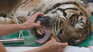 Sumatra kaplanının ağrıyan dişi tedavi edildi