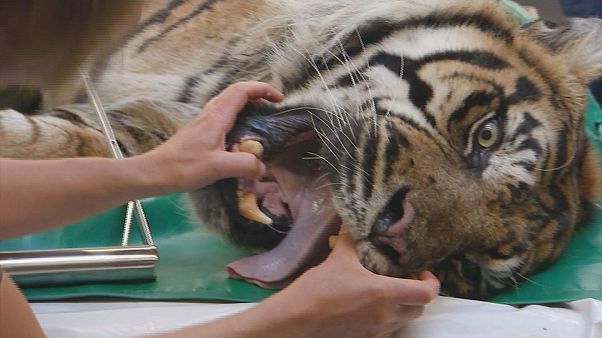 Tiger beim Zahnarzt Tiger beim Zahnarzt