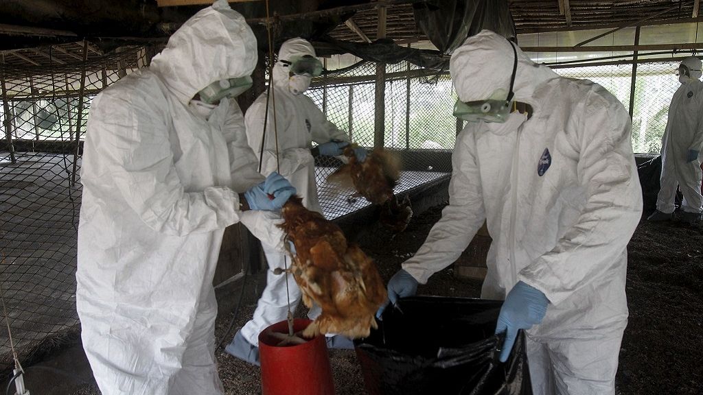 Bird flu spreads in South Africa's Western Cape province Africanews