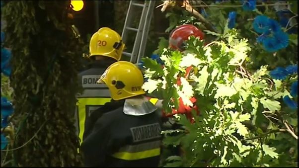 شاهد: شجرة تقتل 11 شخصا في البرتغال شاهد: شجرة تقتل 11 شخصا في البرتغال