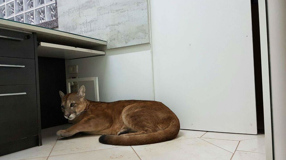 Wild puma found sheltering in an office in Brazil