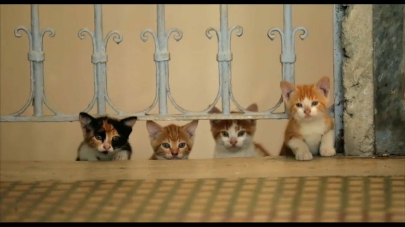 "Kedi" - Istanbul aus Katzensicht