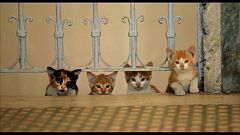 "Kedi" - Istanbul aus Katzensicht