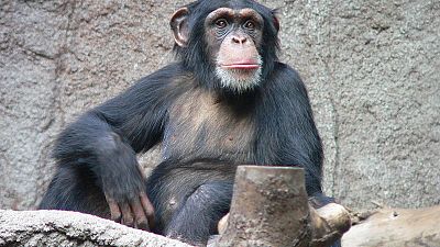Los chimpancés, capaces de jugar a "piedra, papel o tijera"