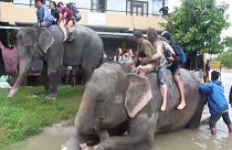 Elephants rescue tourists in flood-hit Nepal