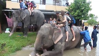 Elephants rescue tourists in flood-hit Nepal