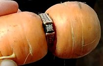 Canadian woman finds long-lost engagement ring on carrot