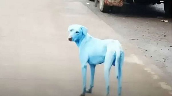 Hindistan'daki mavi köpekler halkı endişelendirdi Hindistan'daki mavi köpekler halkı endişelendirdi
